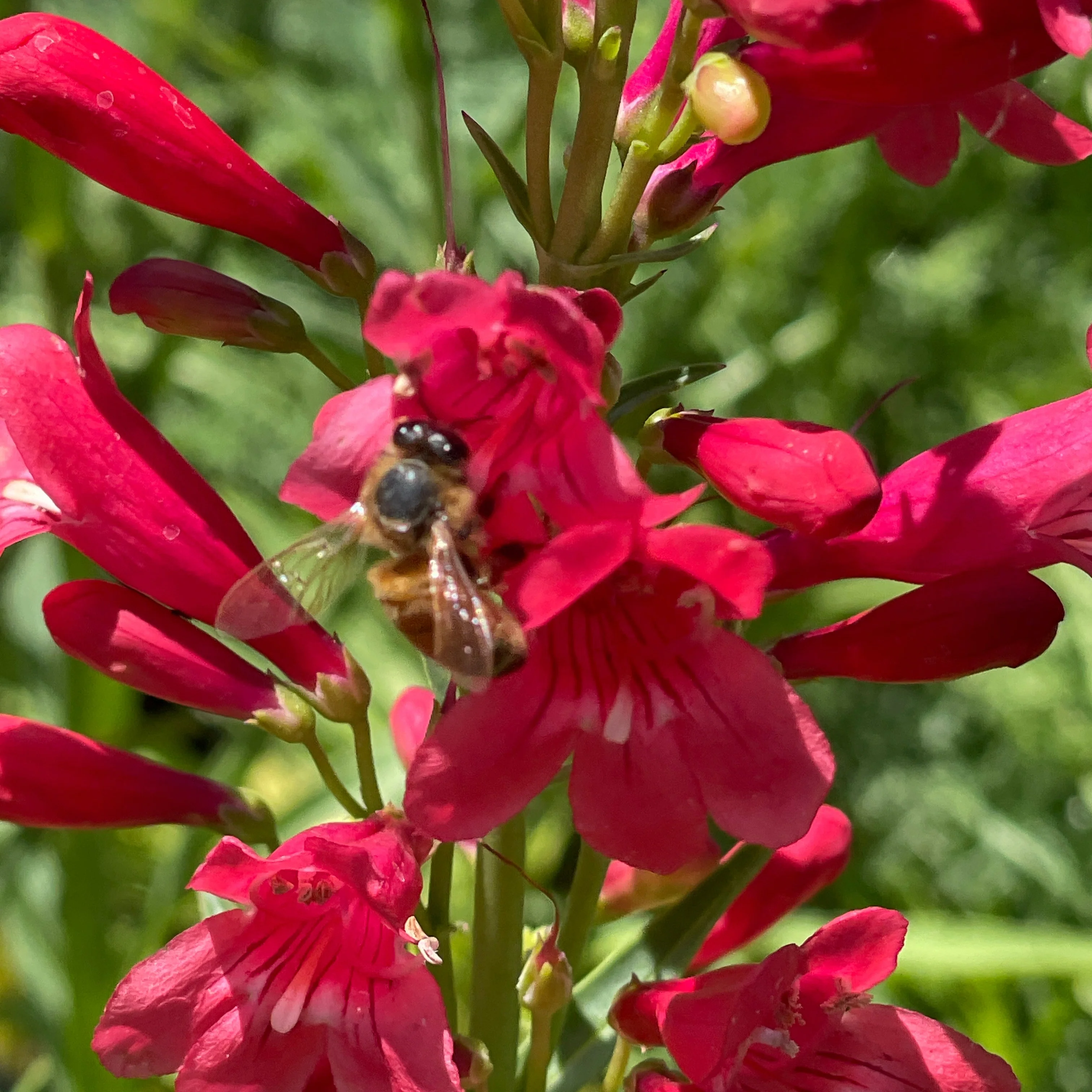 Penstemon